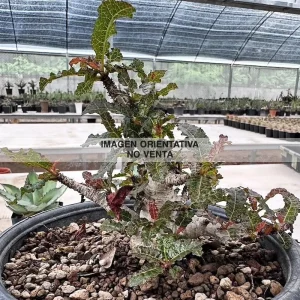 Boswellia nana