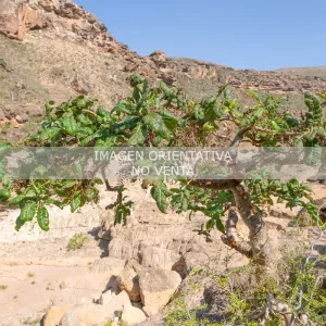Boswellia popoviana