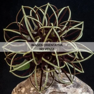 Brachystelma barberae "Ejemplar 10 años"
