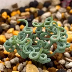 Albuca torta