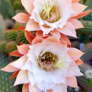Hildewintera "Butterfly"