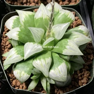 Haworthia mutica cv. byakuya
