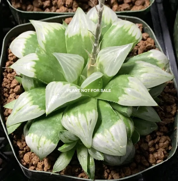 Haworthia mutica cv. byakuya