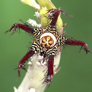 Caralluma ascendens