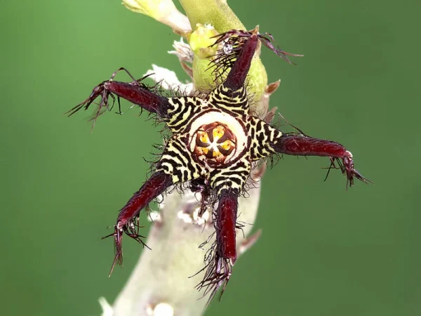 Caralluma ascendens
