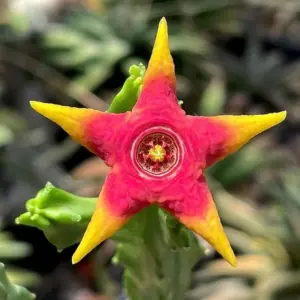 Caralluma "Candle Flame"