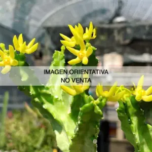 Caralluma quadrangularis