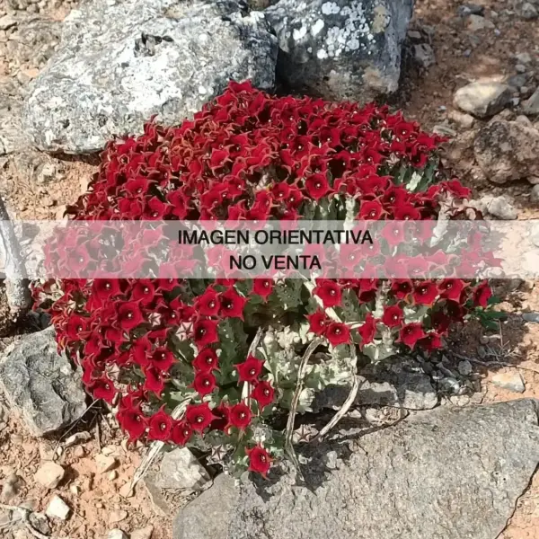 Caralluma socotrana
