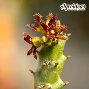 Caralluma staintonii