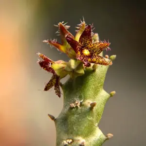 Caralluma staintonii