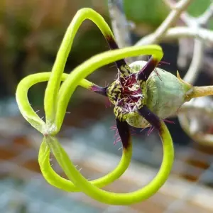 Ceropegia armandii