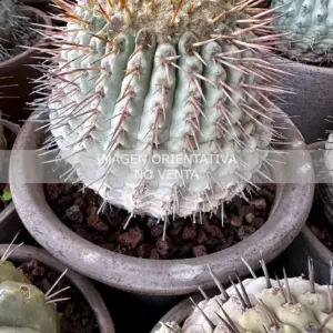 Copiapoa cinerea ssp. columna-alba "white thorns"