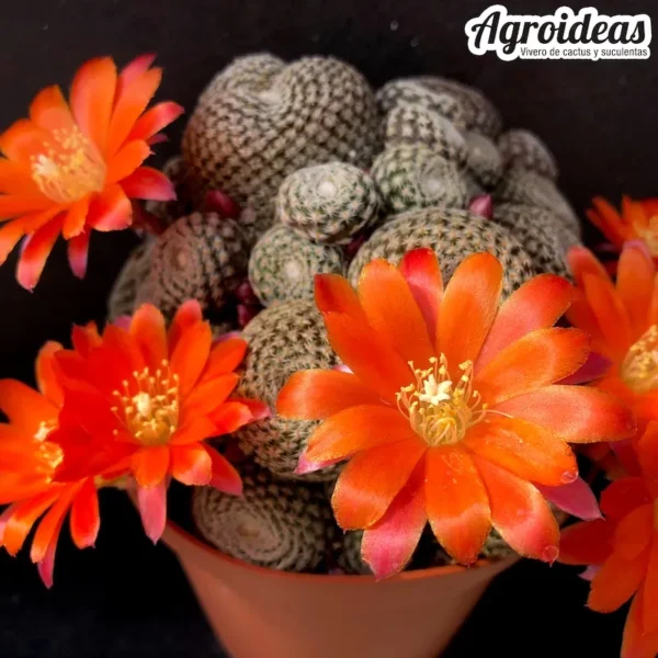 Rebutia condorensis