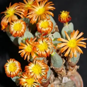 Conophytum bilobum "Nelianum"