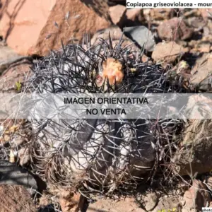 Copiapoa griseoviolacea
