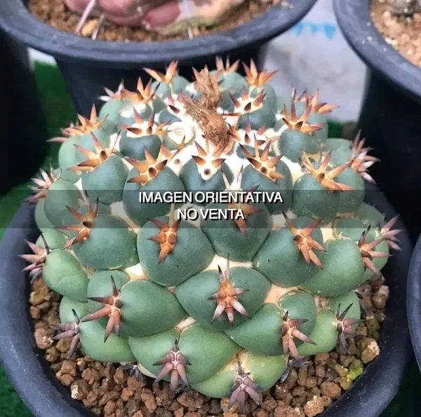 Coryphantha elephantidens "Tanshi"