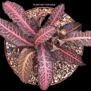 Euphorbia crassicaulis f. rubrifolia