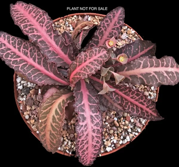 Euphorbia crassicaulis f. rubrifolia