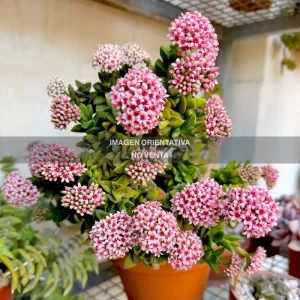 Crassula "Spring time"