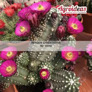 Echinocereus "Valerie" Ex.Agroideas