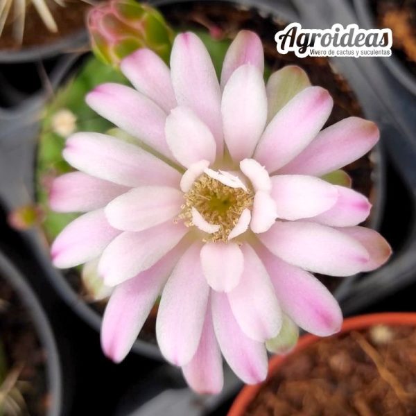Gymnocalycium damsii