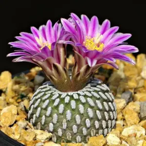 Turbinicarpus pseudopectinatus v. Jarmilae