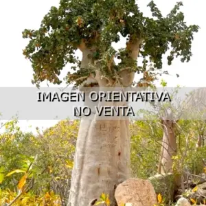 Dendrosicyos socotranum
