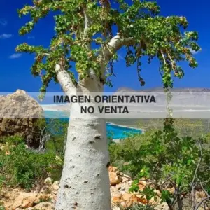 Dendrosicyos socotranus