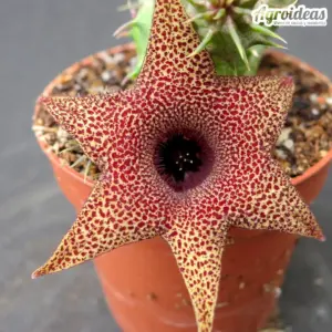 Huernia distincta