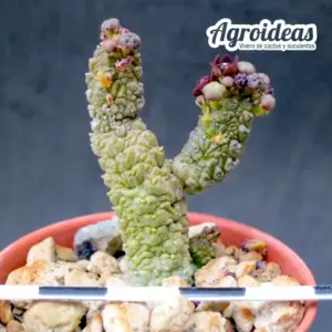 Pseudolithos dodsonianus