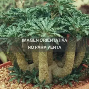 Dorstenia lavrani