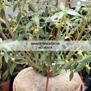 Dorstenia zanzibarica