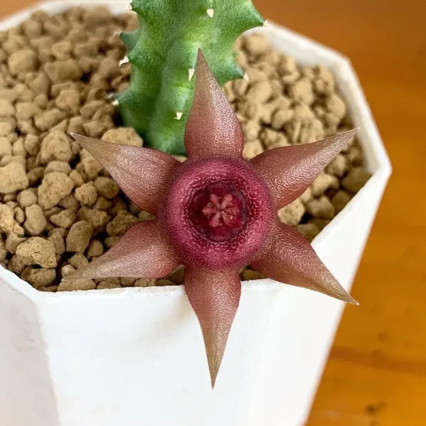 Duvalia pillansii x Huernia aspera