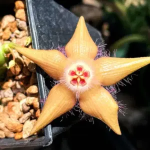 Duvapelia "Mocca"