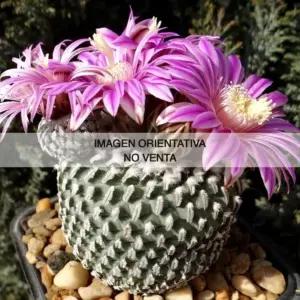 Turbinicarpus pseudopectinatus "Dr. Arroyo"