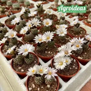 Turbinicarpus valdezianus "albiflorus"