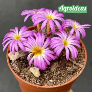 Conophytum luckhoffii "Eagles Pride Peak"