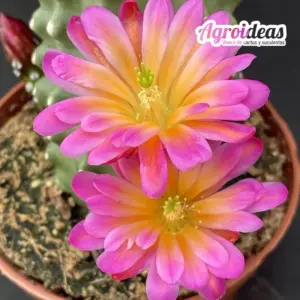 Echinocereus cv. "Alfa" Ex. Agroideas