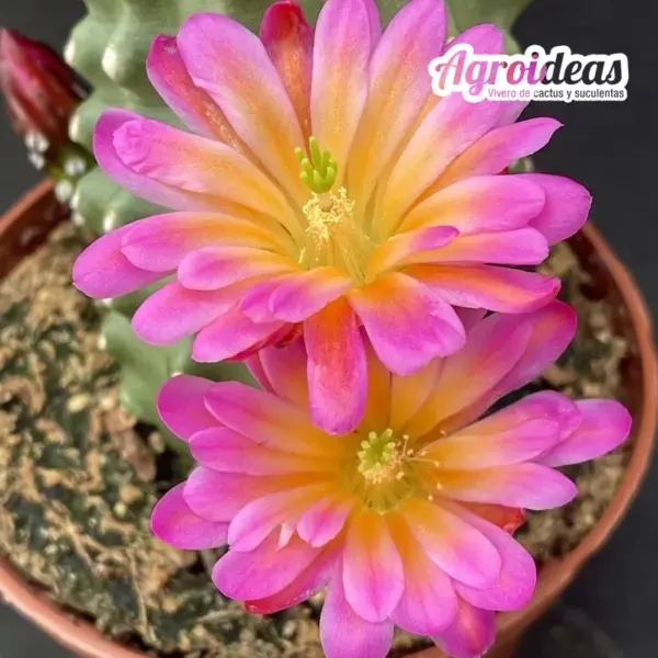 Echinocereus cv. "Alfa" Ex. Agroideas