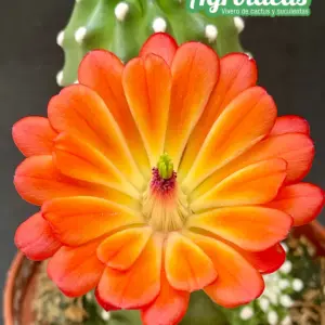Echinocereus cv. "Omega" Ex. Agroideas