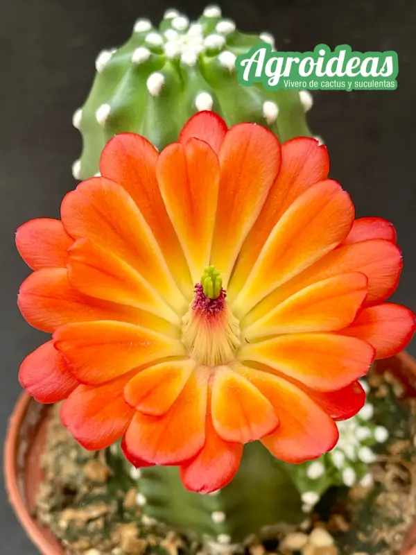 Echinocereus cv. "Omega" Ex. Agroideas