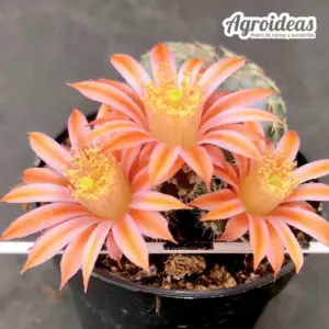 Echinocereus pulchellus "Flor Naranja"