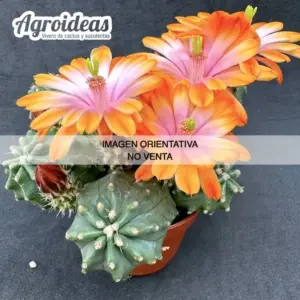 Echinocereus cv. "Trajano" Ex. Agroideas