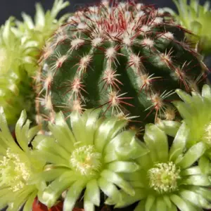 Echinocereus viridiflorus