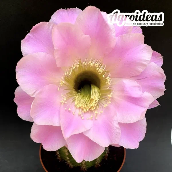 Echinopsis cv. Abrazos "Ex. Vicente Bueno" - Imagen 2