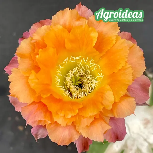 Echinopsis "Barroco"