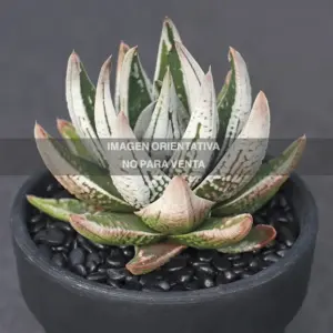 Haworthia emperor
