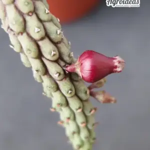 Echidnopsis ericiflora