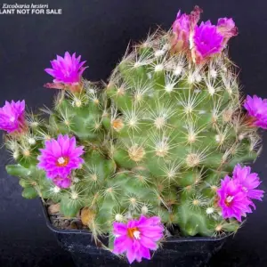 Escobaria hesteri