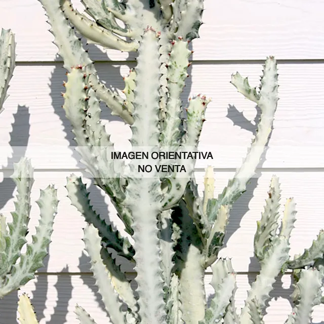 Euphorbia lactea 'White Ghost' variegata